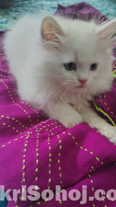 Traditional Persian Cats (1 pair)